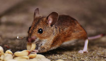 24 Hour & Emergency Exterminators in Summersville, WV
